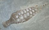 Partial Ichthyosaur From Posidonia Shale - x #9256-2